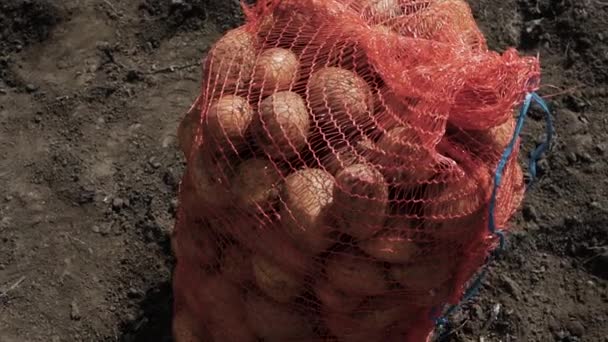 Gros Plan Ralenti Pommes Terre Dans Sac Filet Sur Une — Video
