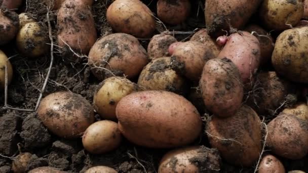 プランテーションの黒い地面のジャガイモ 新鮮な成長したジャガイモ ジャガイモの収穫 — ストック動画