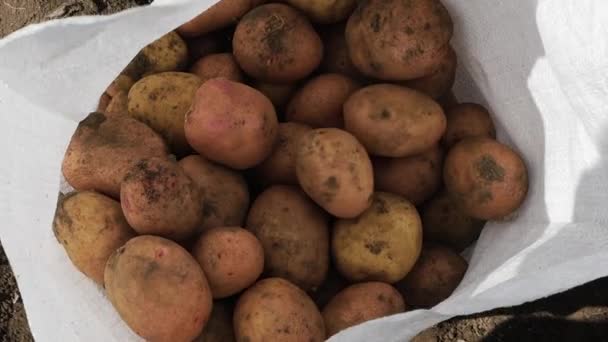 Draufsicht Große Kartoffeln Die Einen Ländlichen Weißen Sack Auf Einer — Stockvideo