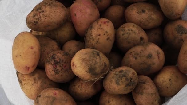 Patateslerin Çiftlikteki Kırsal Beyaz Bir Çuvala Atılışının Üst Görüntüsü Patates — Stok video