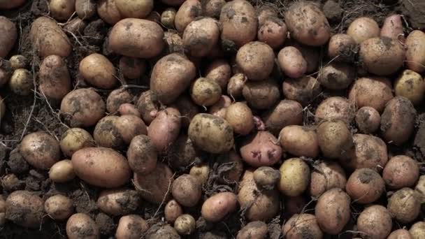 Aardappelen Vers Geteelde Aardappelen Aardappeloogst — Stockvideo
