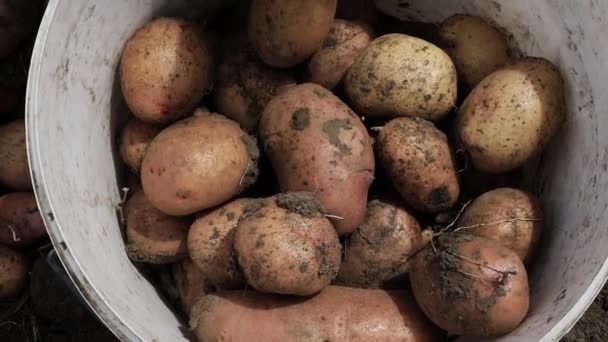 プランテーションの黒い地面のジャガイモ 野菜園のバケツの中の新鮮な成長したジャガイモ ジャガイモの収穫 — ストック動画