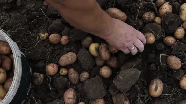 Bovenaanzicht Van Een Oudere Vrouw Die Rijpe Aardappelen Plukt Een — Stockvideo