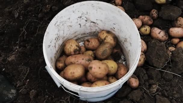 Ovanifrån Mogen Potatis Hink Grönsaksträdgården Skördar Potatis Skörda Potatis Plantage — Stockvideo