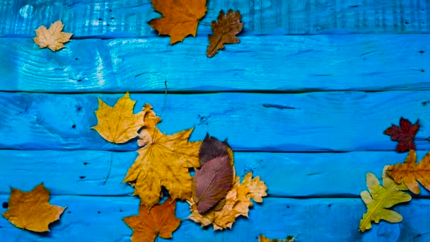 Schöner Herbsthintergrund Mit Gelbem Laub Ahornblätter Auf Holzbrettern Werden Vom — Stockvideo