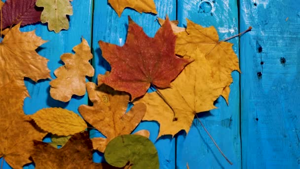 Vítr Odvál Podzimní Listí Modrém Dřevěném Stole Podzimní Pozadí — Stock video