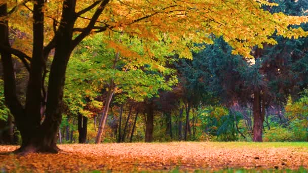 美丽的秋天背景在森林里 美丽的黄叶在风中飘扬在树枝上 金秋保存空间 — 图库视频影像
