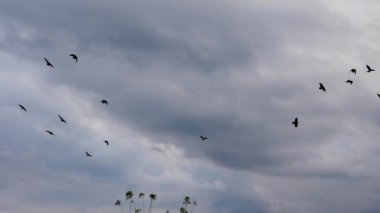 Yumuşak odaklı kara kuş sürüsü kara bulutlarla gökyüzünde uçar, birçok kuş gökyüzünde daireler çizer. Gökyüzündeki kargalar