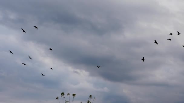 Zachte Focus Zwerm Zwarte Vogels Vliegt Lucht Met Donkere Wolken — Stockvideo