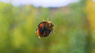 Yaz Bokeh 'inin arka planında kirli camlarda uğur böceği. Uğur böceği yüzünü makro çerçeveyle yıkar. Böcek yakın plan