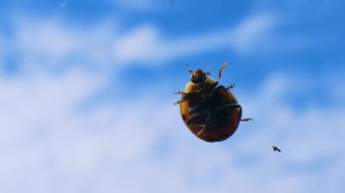 Mavi gökyüzüne karşı cam üzerinde uğur böceği. Uğurböceği makro çerçevesi. Böcek yakın plan