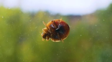 Yaz bokeh arka planına karşı cam üzerinde uğur böceği. Uğur böceği yüzünü makro çerçeveyle yıkar. Böcek yakın plan
