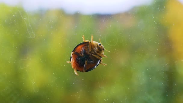 Ladybug Vuil Glas Tegen Achtergrond Van Zomer Bokeh Ladybug Wast — Stockvideo