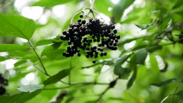 在绿叶的阳光的映衬下 在树枝上的黑接骨木的背景下 慢慢地把注意力集中在慢慢成熟的黑莓上 山核桃背景下的森林里的天然接骨木莓 药用浆果 — 图库视频影像