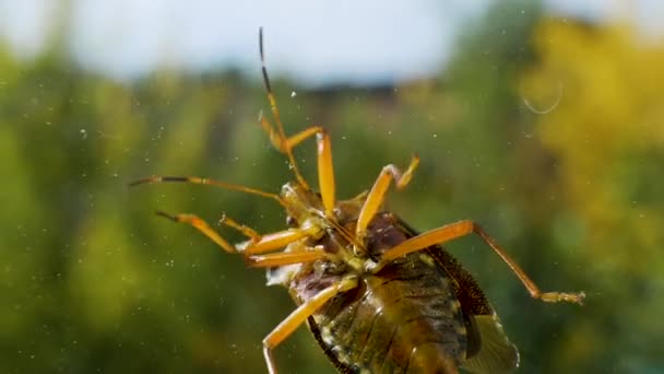 一只甲虫爬在玻璃上的巨框 甲虫的特写是巨大的 — 图库视频影像