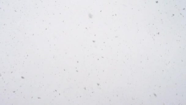 Flocos Neve Naturais Céu Flocos Neve Cair Caindo Fundo Neve — Vídeo de Stock
