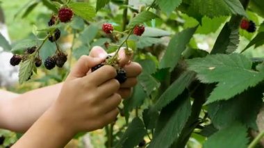 Küçük bir çocuğun elleri bir ojin üzümünü koparıyor. Olgun kırmızı ve siyah ojina meyveleri. Olgun böğürtlen çalısı