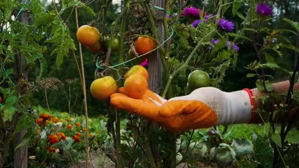Zbieraj Naturalne Pomidory Ogrodzie Ręka Farmera Sprawdza Uprawy Pomidorów Krzew — Wideo stockowe