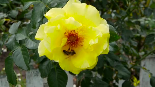 Пчела Опыляет Желтое Растение Пчела Желтом Цветке Саду — стоковое видео