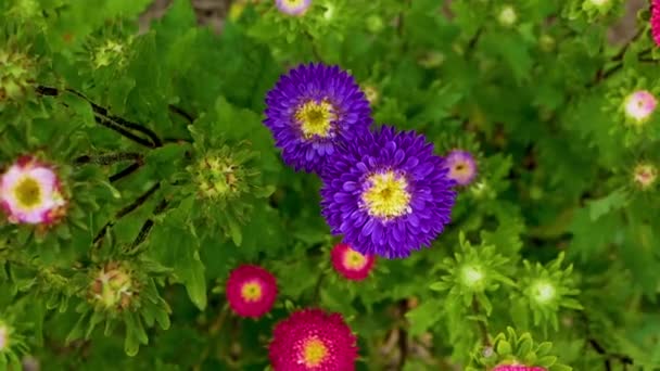 Κάτοψη Των Όμορφων Μοβ Λουλουδιών Στον Κήπο Πολύχρωμα Λουλούδια Λικνίζονται — Αρχείο Βίντεο
