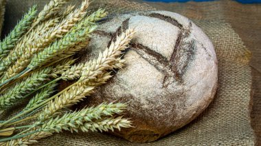  Eski mavi tahtaların arka planında iştah açıcı taze ekmek, buğday dikenleri. Ev yapımı ekmek.