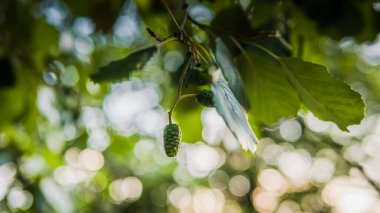 Ağaç dalında Bud Spring. Çiçek açan ağaç.