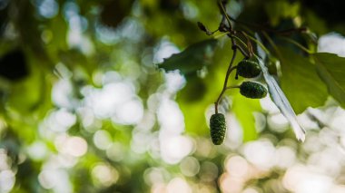 Ağaç dalında Bud Spring. Çiçek açan ağaç.