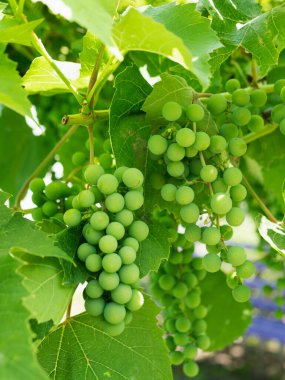 Güzel üzümler, olgunlaşmış üzümler bir ağaç dalında.