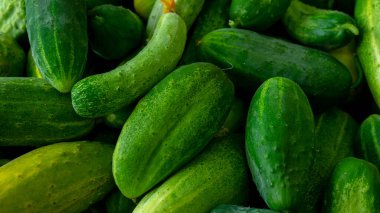 Salatalık hasadı manzaralı. Bahçeden taze salatalık topladım. Doğal sebzeler