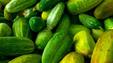 Olgun salatalıklara yakın çekim. Bahçeden taze salatalık topladım. Doğal sebzeler.