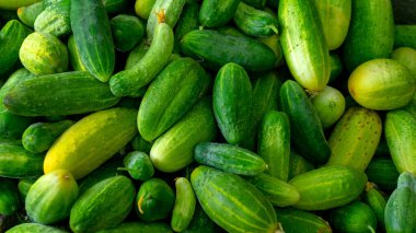 Olgunlaşmış salatalıkların en üst görüntüsünü toplayın. Bahçeden taze salatalık topladım. Doğal sebzeler