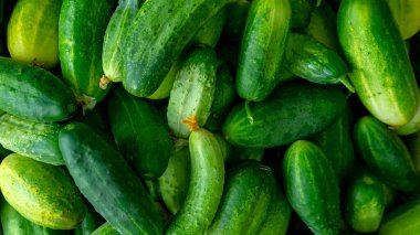 Olgun salatalıklara yakın çekim. Bahçeden taze salatalık topladım. Doğal sebzeler. Sebze hasadı