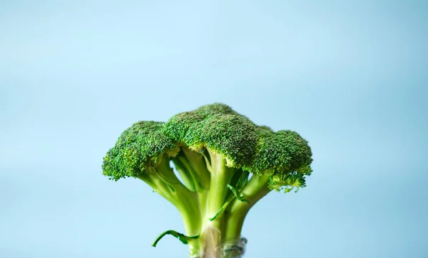 Fresh bunch of broccoli sprouts on blue background copy space.
