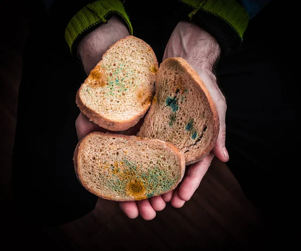 Bread with mold in the hands of an elderly man, bread with a fungus, food poisoning, microbes. Flowered bread.