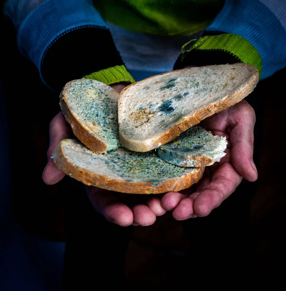 Close-up, Homemade bread in the hand of an elderly man, with mold food the development of microbes, on a light wooden table in the kitchen, harmful bread with a fungus, harmful food contamination, microbes. Flowered bread.