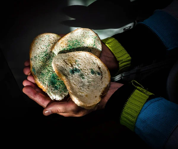 Top view, Homemade bread in the hand of an elderly man, with mold food the development of microbes, harmful bread with a fungus, harmful food contamination, microbes. Flowered bread.