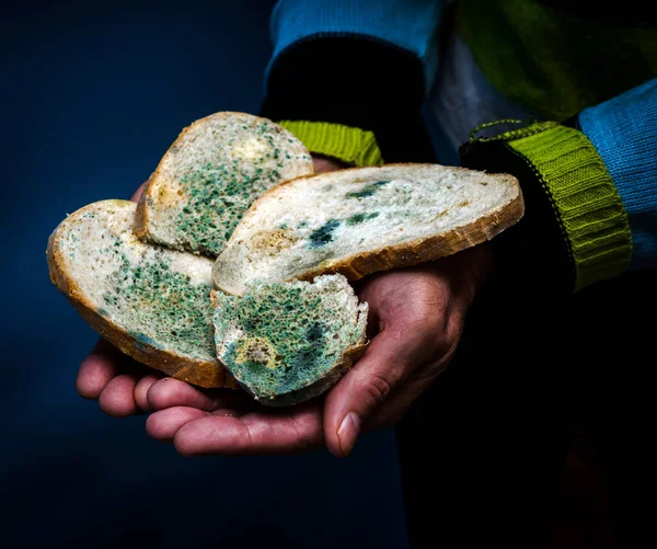 Homemade bread in the hand of an elderly man, food with mold, the development of microbes in products, harmful bread with fungus, food contamination is harmful. Flowered bread.