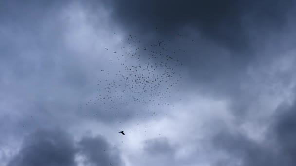 Flock Crows Dark Sky Black Birds Circled Sky — Video Stock