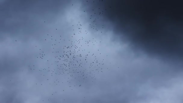 Flock Crows Dark Sky Black Birds Circled Sky Wildlife Bird — Video Stock