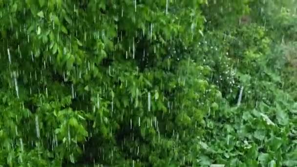 森の中で雨 緑の葉を背景に美しい夏の雨 通りに雨滴の動きが遅い 通りに集中豪雨 草の上に滴下 — ストック動画