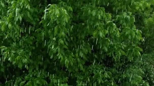 Déšť Lese Krásný Letní Déšť Pozadí Zeleného Listí Zpomalení Dešťových — Stock video