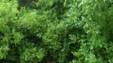 Ormanda yaz yağmuru, yağmurlu güzel bir arka plan, bir fırtına, iklim değişiyor, rüzgar ağacı sallıyor