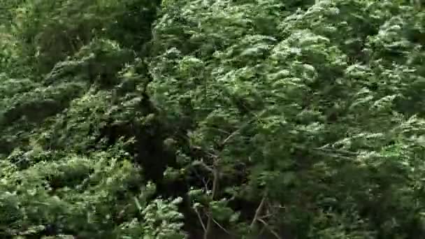 Tempestade Abala Árvores Tempo Ventoso Uma Enxurrada Moinhos Vento Floresta — Vídeo de Stock