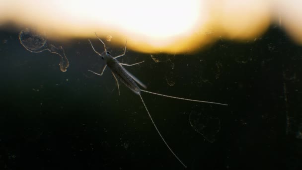 Malariamücke Mücken Auf Glas Giftige Mücke Geflügeltes Insekt — Stockvideo
