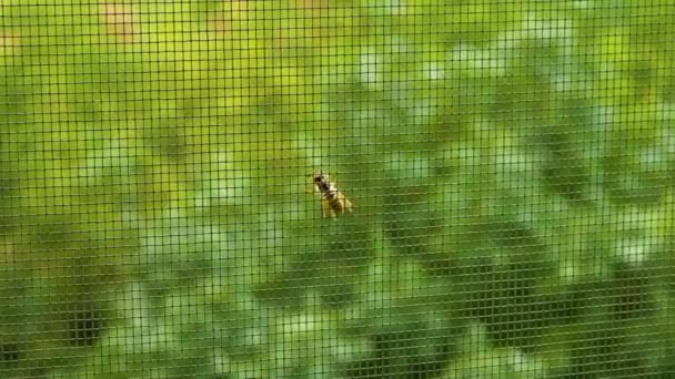 Пчела Крупным Планом Пчела Москитной Сетке Крылатое Насекомое — стоковое видео