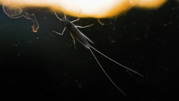 Mosquito Malárico Mosquitos Vidro Mosquito Venenoso Inseto Alado Mosquito Macro — Vídeo de Stock