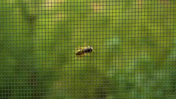 Včela Zblízka Včela Moskytiéře Okřídlený Hmyz — Stock video