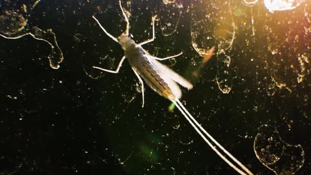 疟疾蚊子 玻璃上的蚊子 有毒的蚊子 有翅膀的昆虫 有触角的宏观蚊子 — 图库视频影像
