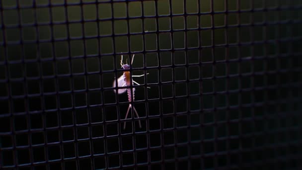 Malariamygga Myggor Glas Giftig Mygga Vingad Insekt Makromygga Med Antenner — Stockvideo