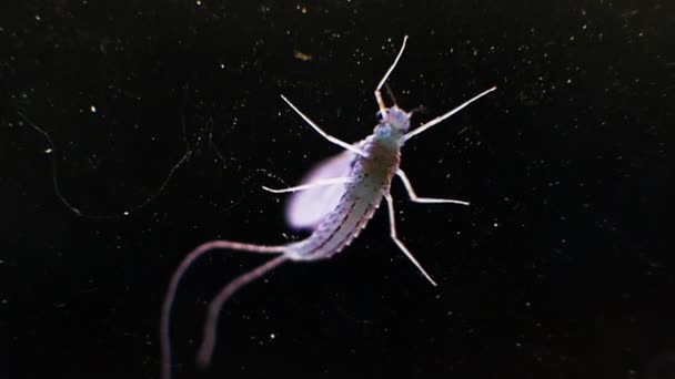 Komar Malaryczny Zbliżenie Komary Szkle Trujący Komar Skrzydlaty Owad Komar — Wideo stockowe